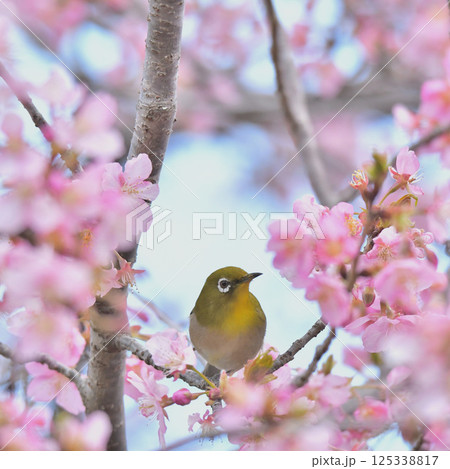 佐倉城址公園にて、河津桜に来たメジロ 佐倉城址公園にて、河津桜に来たメジロ 125338817