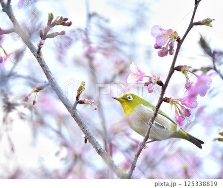 佐倉城址公園にて、河津桜に来たメジロ 佐倉城址公園にて、河津桜に来たメジロ 125338819
