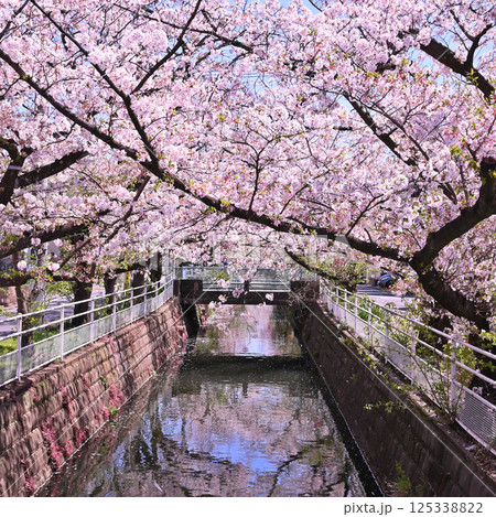 千葉県市川市中江川両岸に咲く満開の桜（ソメイヨシノ）と映り込み 125338822