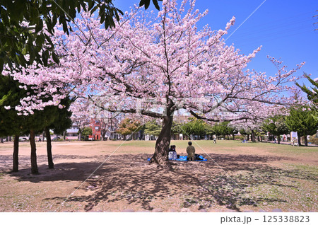 千葉県市川市行徳駅前公園にて、満開の桜（ソメイヨシノ）の木の下で花見をする家族 125338823