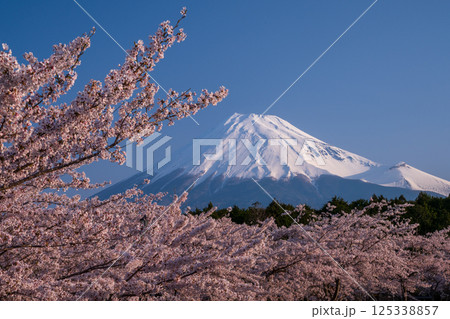 富士市からの染井吉野と富士山 125338857