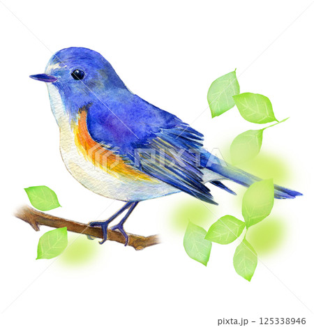 水彩イラスト　手描き　初夏のルリビタキ 125338946