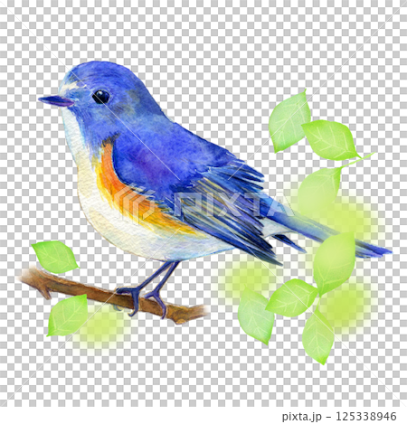 水彩插圖，手繪，初夏藍白相間的霸鶲 125338946