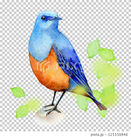 水彩插圖，手繪，初夏岩鶇 125338948