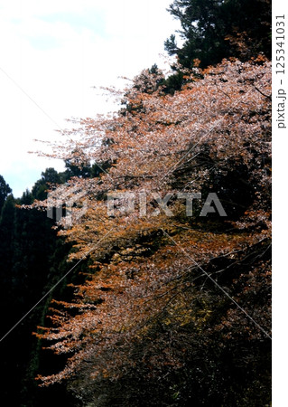 里山で陽射しを浴びる山桜 里山で陽射しを浴びる山桜 125341031