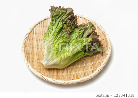 ざるに乗ったサニーレタス ざるに乗ったサニーレタス 125341319