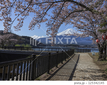 桜と富士山 桜と富士山 125342145