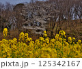 桜と菜の花の共演 125342167