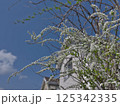クラブアップル 125342335