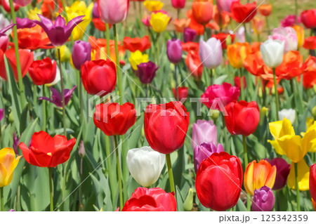 美しいチューリップの花 125342359