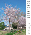 公園の桜満開 125342391