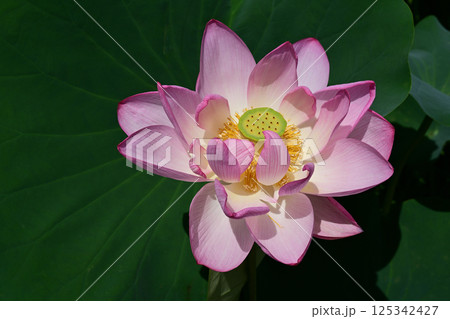 ハスの花 125342427