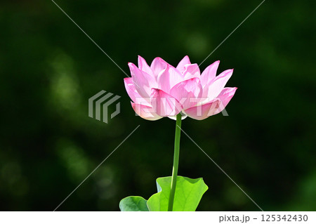ハスの花 ハスの花 125342430