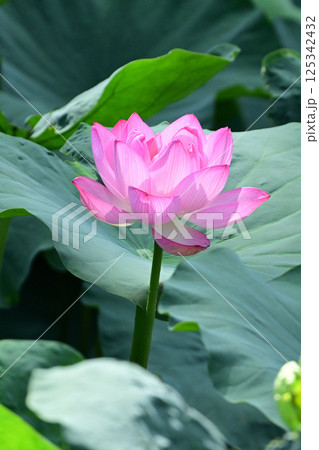 ハスの花 ハスの花 125342432