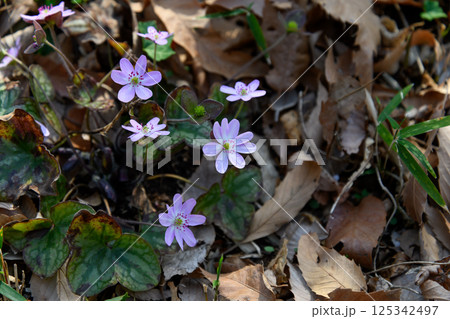 早春に咲く可憐な花 早春に咲く可憐な花 125342497