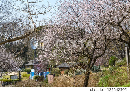 花々が咲き乱れる春の風景 花々が咲き乱れる春の風景 125342505