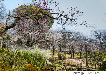 花々が咲き乱れる春の風景 花々が咲き乱れる春の風景 125342506