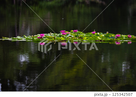 矢吹町大池公園の睡蓮 矢吹町大池公園の睡蓮 125342507