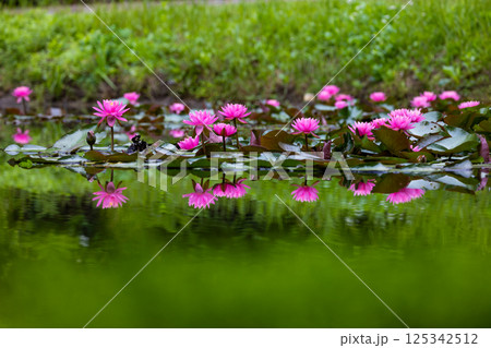 塙町上渋井の蓮池 睡蓮の花 塙町上渋井の蓮池 睡蓮の花 125342512