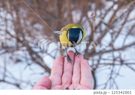 A tit sits on a man's hand and eats seeds. A tit sits on a man's hand and eats seeds. 125342801
