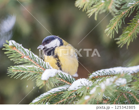 Cute bird Great tit, songbird sitting on the fir branch with snow in winter Cute bird Great tit, songbird sitting on the fir branch with snow in winter 125342805