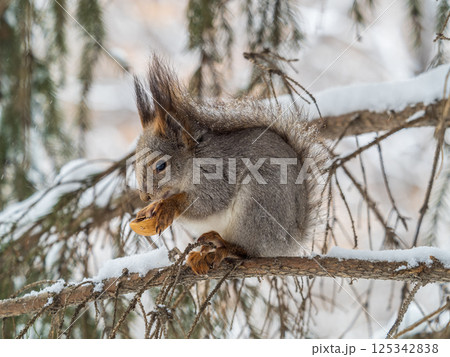 The squirrel with nut sits on tree in the winter or late autumn 125342838