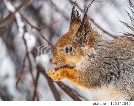 The squirrel with nut sits on tree in the winter or late autumn The squirrel with nut sits on tree in the winter or late autumn 125342849