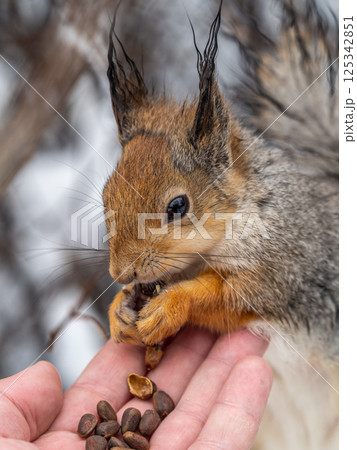 Squirrel eats nuts from a man's hand. Caring for animals in winter or autumn. Squirrel eats nuts from a man's hand. Caring for animals in winter or autumn. 125342851