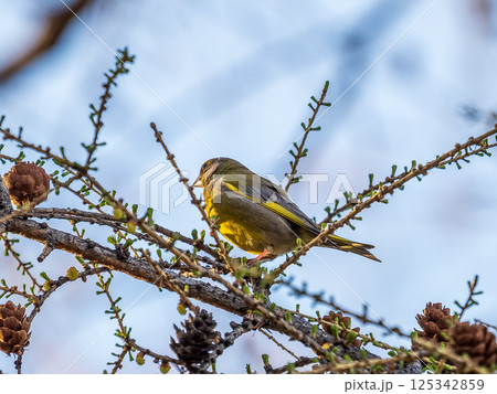 Green and yellow songbird, The European greenfinch sitting on a branch in spring. Green and yellow songbird, The European greenfinch sitting on a branch in spring. 125342859