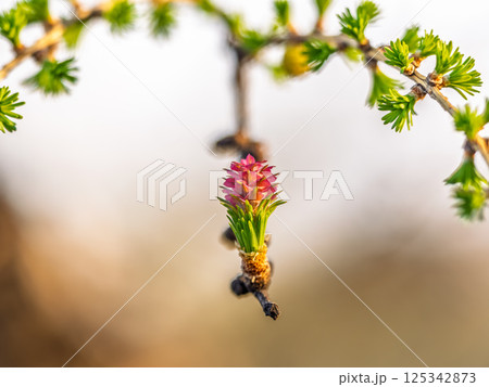 Colorful autumn forest with trees on the shore of a blue lake - top aerial view. 125342873