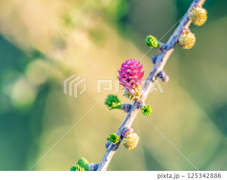 Colorful autumn forest with trees on the shore of a blue lake - top aerial view. Colorful autumn forest with trees on the shore of a blue lake - top aerial view. 125342886
