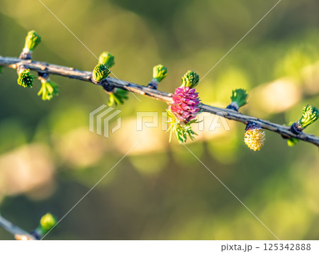 Colorful autumn forest with trees on the shore of a blue lake - top aerial view. 125342888