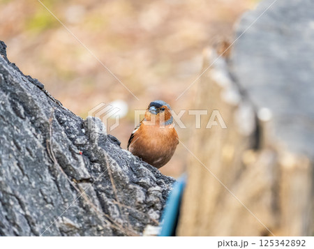Common chaffinch, Fringilla coelebs, sits on a tree. Common chaffinch in wildlife. Common chaffinch, Fringilla coelebs, sits on a tree. Common chaffinch in wildlife. 125342892