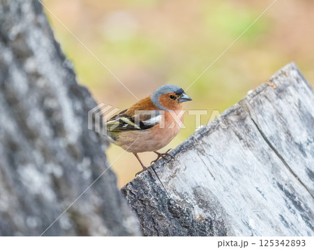 Common chaffinch, Fringilla coelebs, sits on a tree. Common chaffinch in wildlife. Common chaffinch, Fringilla coelebs, sits on a tree. Common chaffinch in wildlife. 125342893