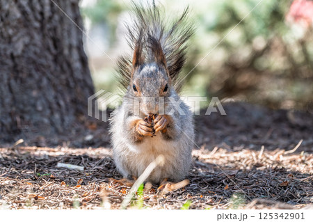 Squirrel in autumn or spring with nut on the green grass with fallen yellow leaves 125342901