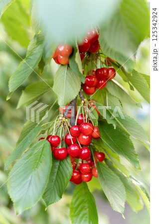 Red cherries growing on green tree Red cherries growing on green tree 125342924