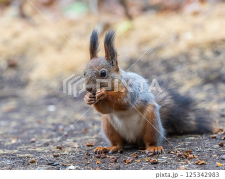 Squirrel in autumn hides nuts on the green grass with fallen yellow leaves Squirrel in autumn hides nuts on the green grass with fallen yellow leaves 125342983