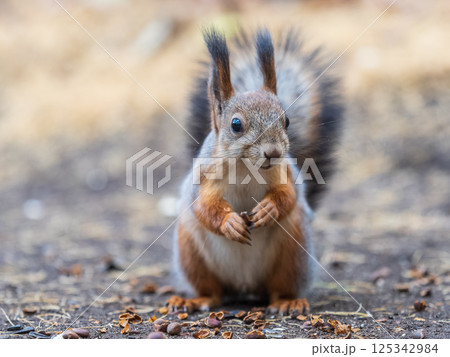 Squirrel in autumn hides nuts on the green grass with fallen yellow leaves 125342984