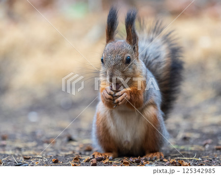 Squirrel in autumn hides nuts on the green grass with fallen yellow leaves 125342985