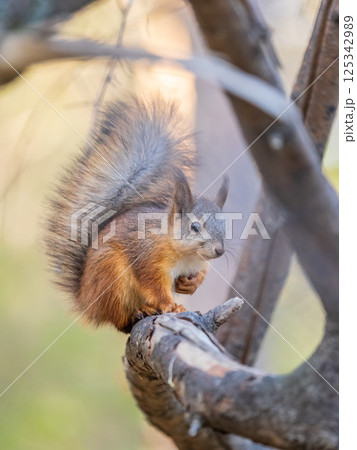 Squirrel sits on a branch in Autumn park 125342989