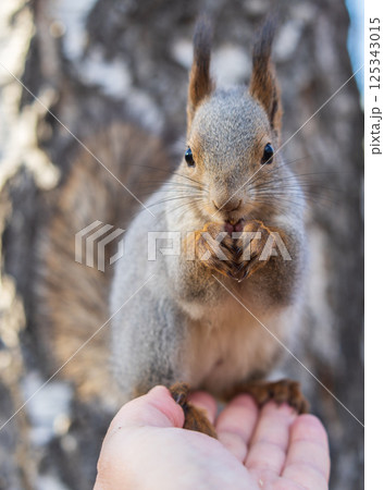 A squirrel in the autumn eats nuts from a human hand. Eurasian red squirrel, Sciurus vulgaris 125343015