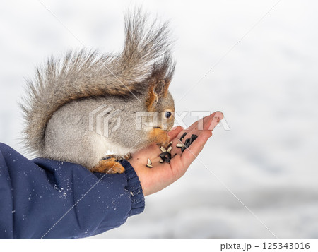 Squirrel eats nuts from a man's hand. Caring for animals in winter or autumn. 125343016