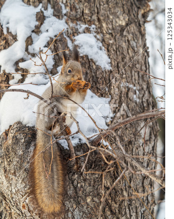 The squirrel with nut sits on tree in the winter or late autumn The squirrel with nut sits on tree in the winter or late autumn 125343034