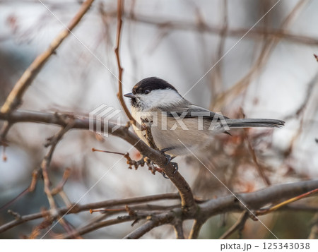 Cute bird the willow tit, song bird sitting on a branch without leaves in the winter. Cute bird the willow tit, song bird sitting on a branch without leaves in the winter. 125343038