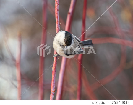 Cute bird the willow tit, song bird sitting on a branch without leaves in the winter. Cute bird the willow tit, song bird sitting on a branch without leaves in the winter. 125343039