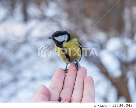 A tit sits on a man's hand and eats seeds. 125343042