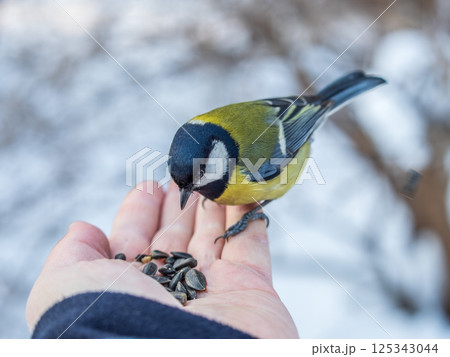 A tit sits on a man's hand and eats seeds. 125343044