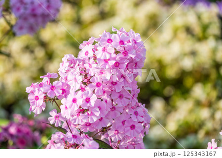 Pink phlox flowers. Phlox paniculata. Flowering herbaceous plants. Blooming phlox paniculata in the garden Pink phlox flowers. Phlox paniculata. Flowering herbaceous plants. Blooming phlox paniculata in the garden 125343167