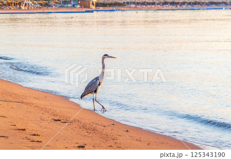 Gray heron fishing on the beach of the Red Sea. Naama Bay beach, Sharm El Sheikh, Egypt 125343190