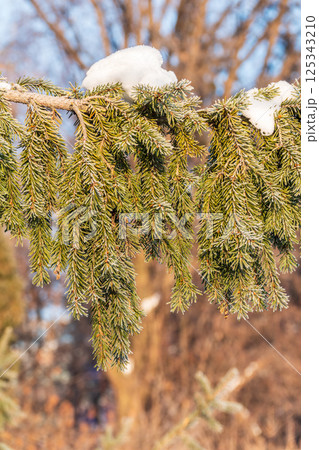 Green fir branches in winter covered with snow Green fir branches in winter covered with snow 125343210